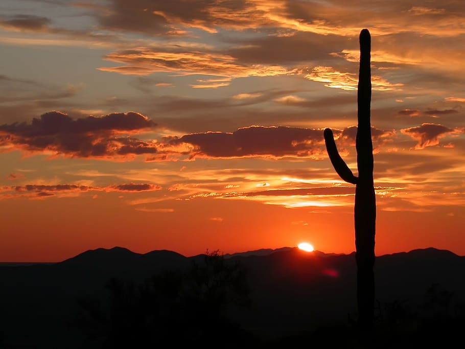 silhouette photography, cactus, sun rise, arizona, landscape, scenic, sunset, sky, clouds, beautiful