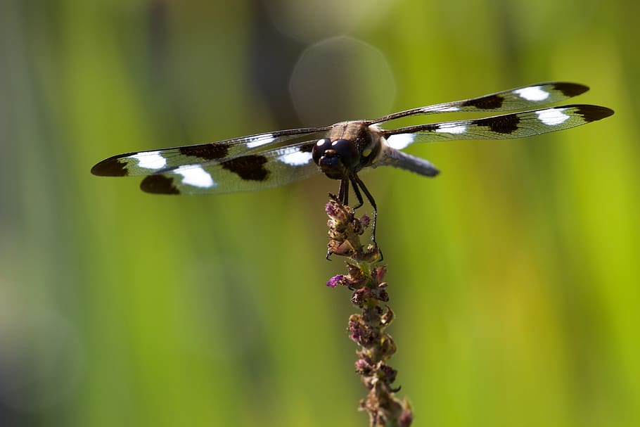 libélula, close-up, natureza, inseto, animal, asas, detalhes, natural, vida selvagem, macro