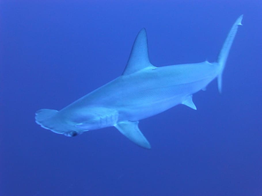 tiburón en el agua, tiburones, azul, bajo el agua, tiburones martillo, vida marina, peces, océano, mar, buceo