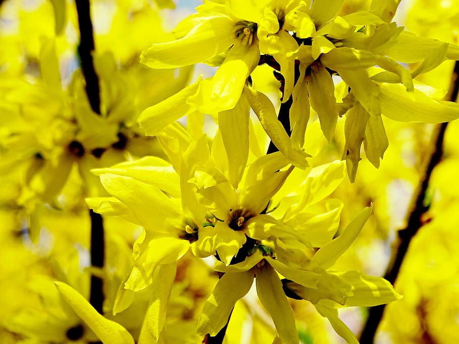 forsythia, forsythienblüte, kuning, musim semi, lonceng emas, emas lilac, taman forsythia, taman, mekar, lenz