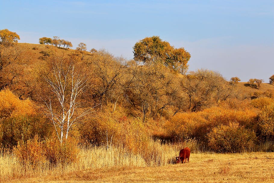 autumn, the scenery, tree, leaf, golden yellow, cow, animal, ye tian, natural, plant