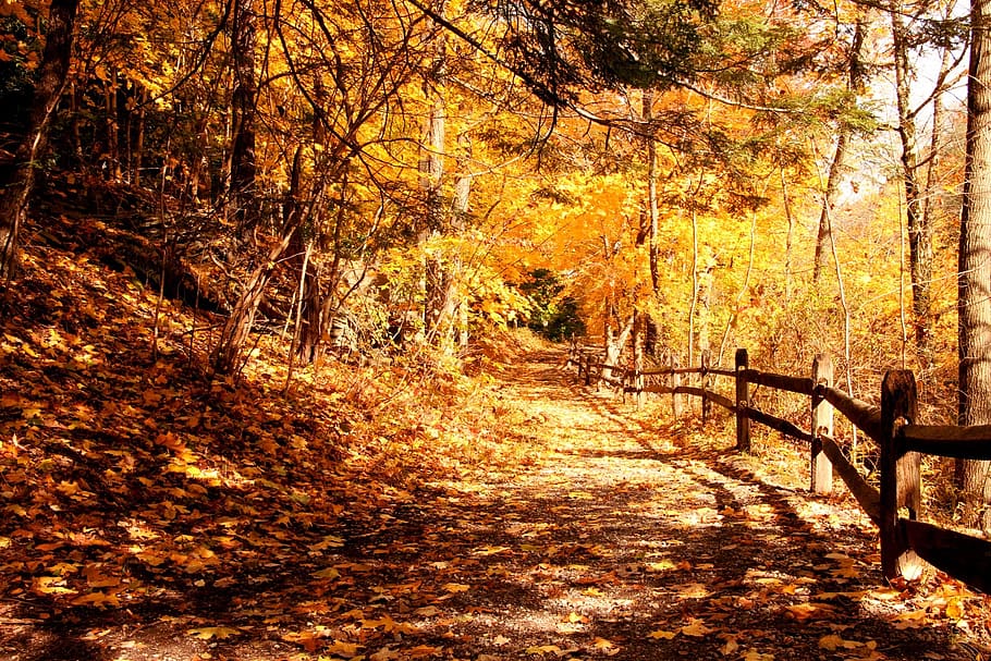 forest, trail, forest trail, autumn, fall, fall leaves, autumn leaves, peaceful, tranquil, quiet