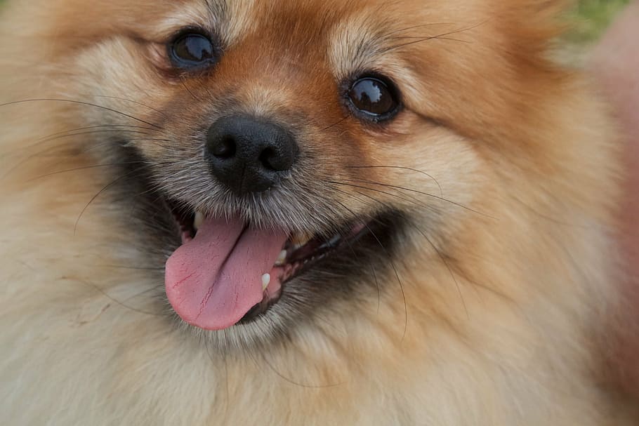 short-coated, brown, white, dog, pomeranian, close up, cute, animal, pet, canine