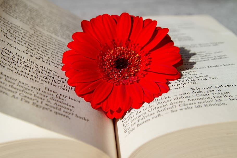 red, gerbera flower, laying, book, open book, read, flower, gerbera, school, education