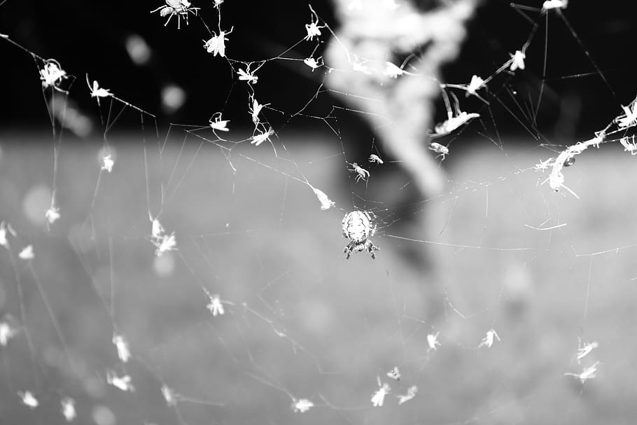 spider, black and white, insects, terrifying, fear, insect, dark, arachnophobia, spider web, fragility