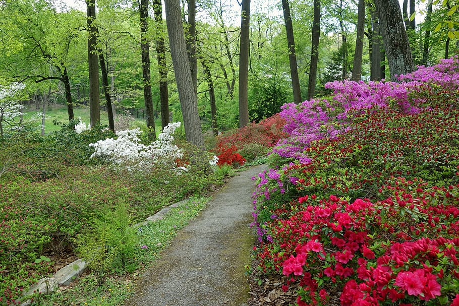 foto, blanco, púrpura, rojo, flores, árboles forestales, camino, arboretum, Devon, Pennsylvania