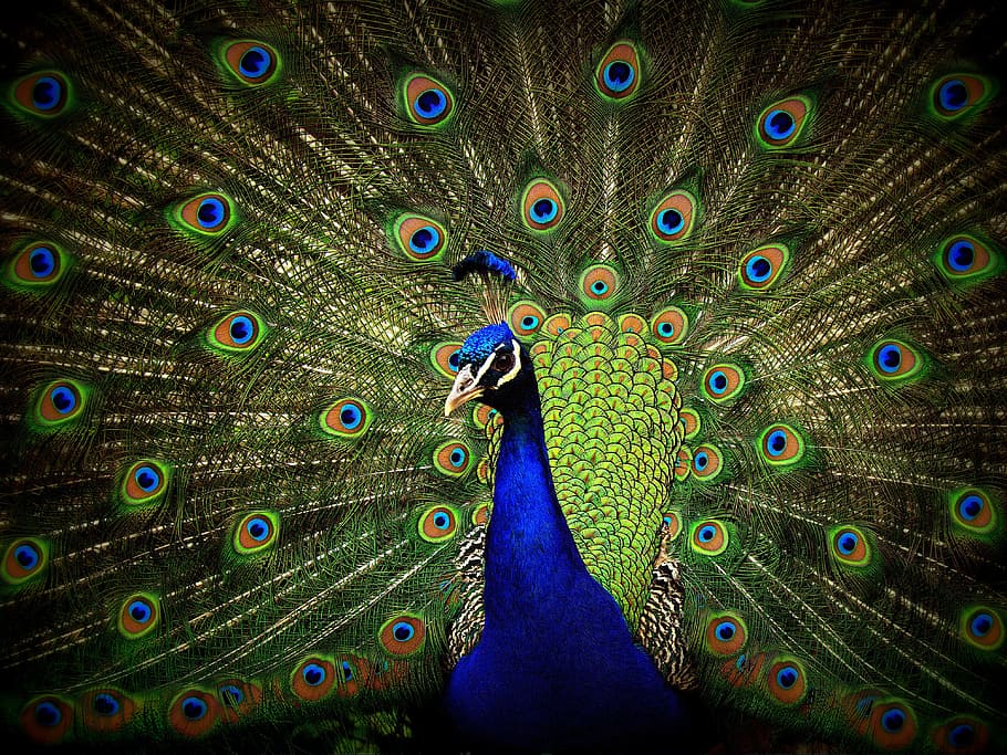 blue, green, male, peacock wallpaper, peacock, close-up, display, colorful, bird, plumage