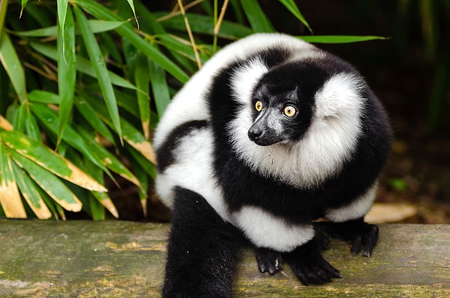 Hitam, putih, Ruffed Lemur, marmoset putih dan hitam, tema binatang, hewan, hewan liar, hewan bertulang belakang, satwa liar, satu hewan