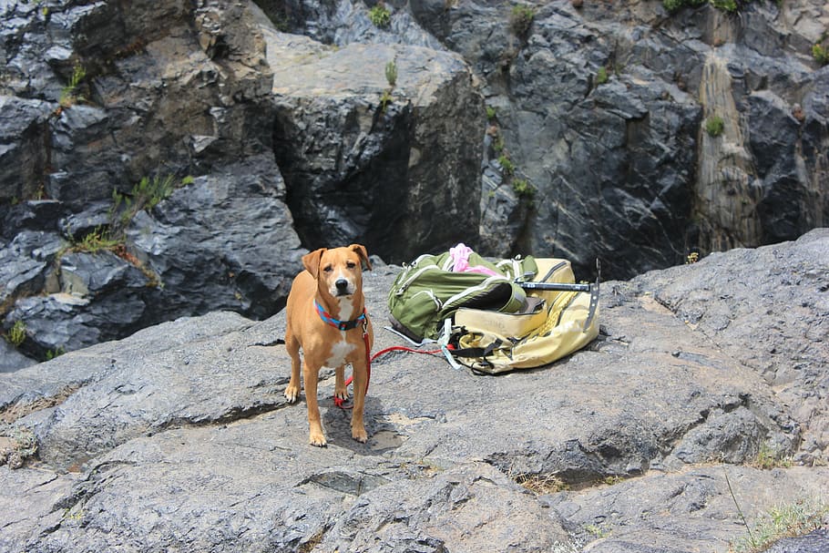 adulto, moreno, American Pit Bull Terrier, acantilado de montaña, perro, senderismo, rocas, ensenada, el salto, mascota