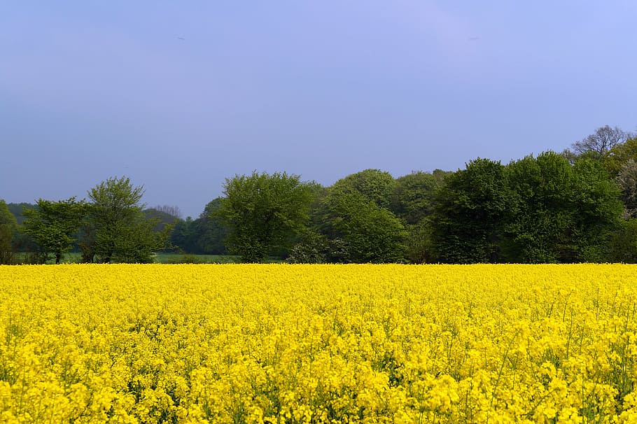 field of rapeseeds, brassica napus, crop, blossom, bloom, cultivation, yellow, bright, nature, agriculture