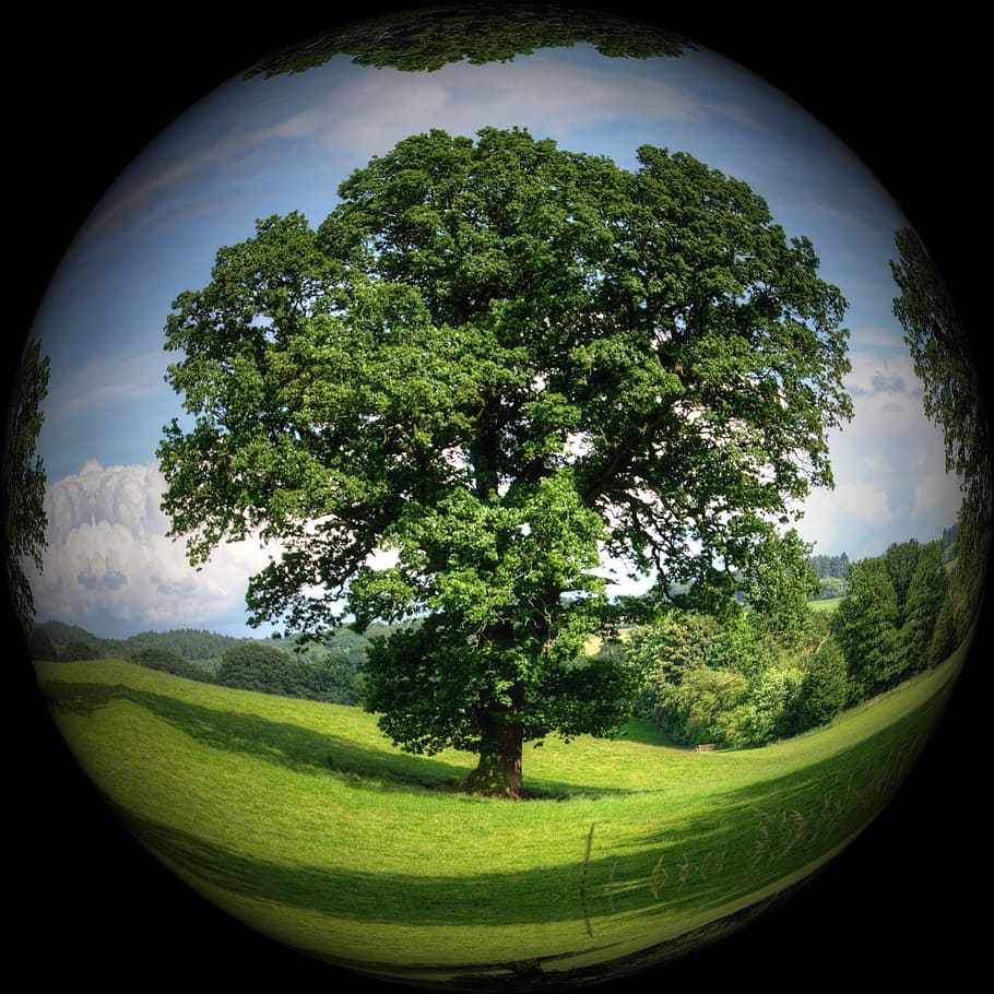 fish-eye photography, trees, Ball, Tree, Nature, Meadow, Sky, nature conservation, environmental protection, studio shot
