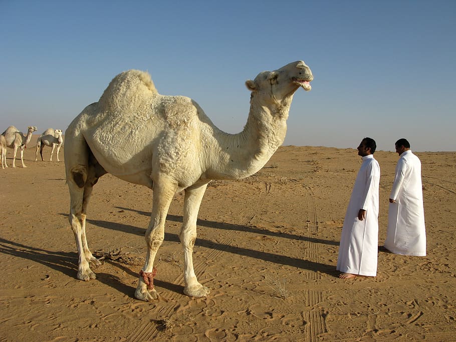 white, camel, front, two, man, thobe, daytime, dessert, two man, man in white