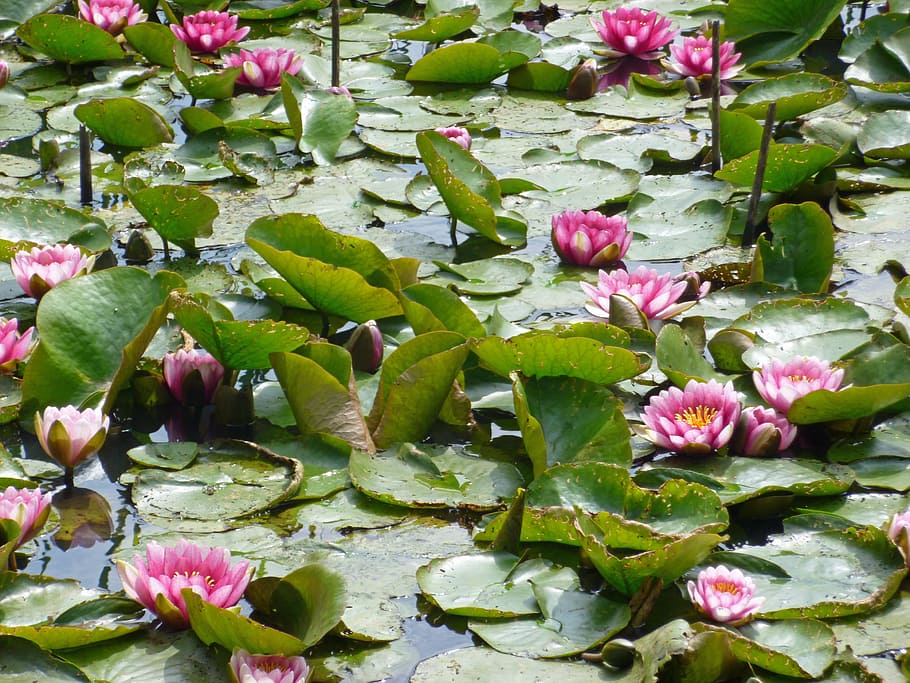 nuphar, lili air, merah muda, rosengewächs danau, kolam, tanaman air, mekar, lily air merah muda, tanaman kolam, alam