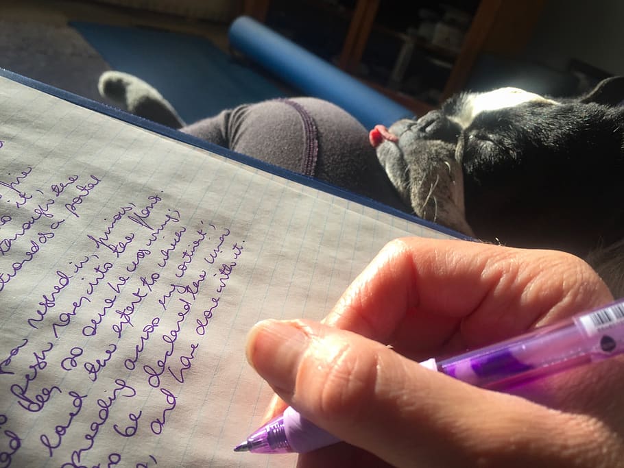 tarea, composición, escritura, boston terrier, bolígrafo, trabajo desde casa, perro, mascota, compañero, colega