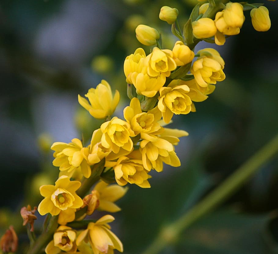 selective, focus photography, yellow, flowers, oregon state flower, mahonia flowers, oregon grape holly, floral, plant, natural