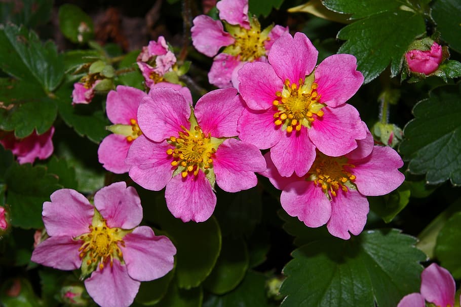 ground cover, ornamental strawberry, strawberry, pink flowers, pink, strawberry flower, blossom, bloom, nature, strawberry plant