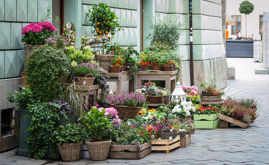 green, leaf plants, petaled flowers, flowers, květinařství, sale, shop, street, arrangement, plant