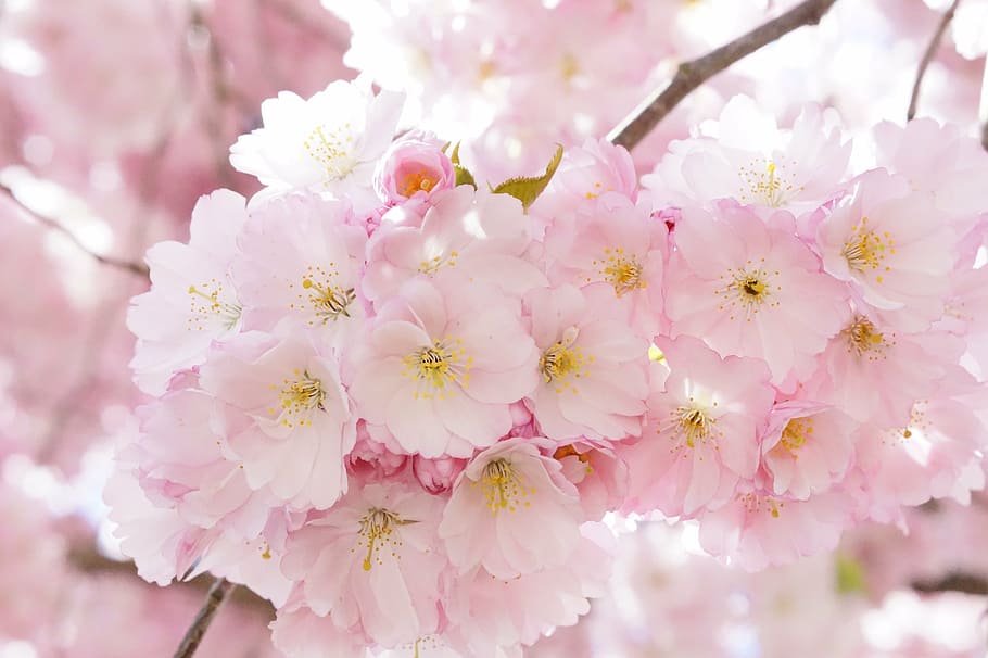 superficial, fotografía de enfoque, rosa, cereza, flor, cerezos japoneses, cereza ornamental, árbol de flores, flor de cerezo, floración