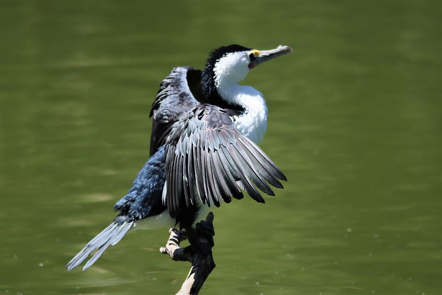 australian pied cormorant, drying, feathers, adelaide, animal, australia, avian, background, beak, beautiful