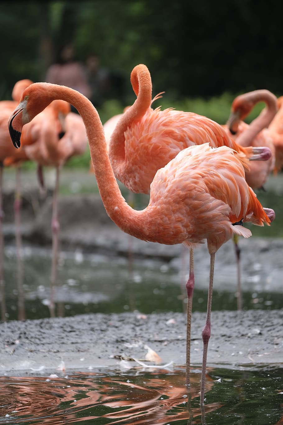 flamingo, bird, pink flamingo, water bird, nature, zoo, animal, feather, pink, plumage