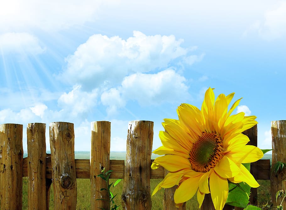bunga matahari, pagar, ilustrasi sinar matahari, sinar matahari, ilustrasi, musim panas, latar belakang, langit, daun, bunga