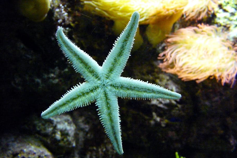 green starfish, starfish, sea animal, aquarium, echinoderms, sea, underwater, water, sea life, animal wildlife
