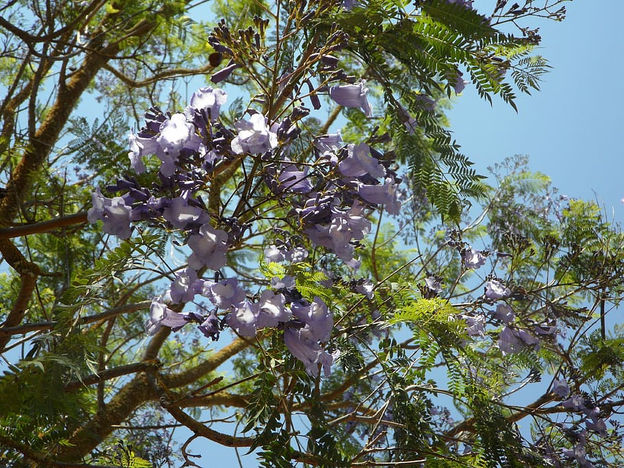 jacaranda, tree, blossom, bloom, flowers, exotic, splendor, slightly, pinnate, airy