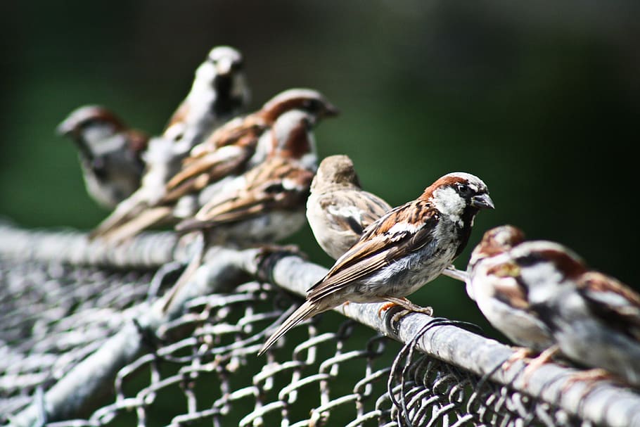 sparrow, bird, sperling, close, songbird, animal, vertebrate, animal themes, animal wildlife, animals in the wild