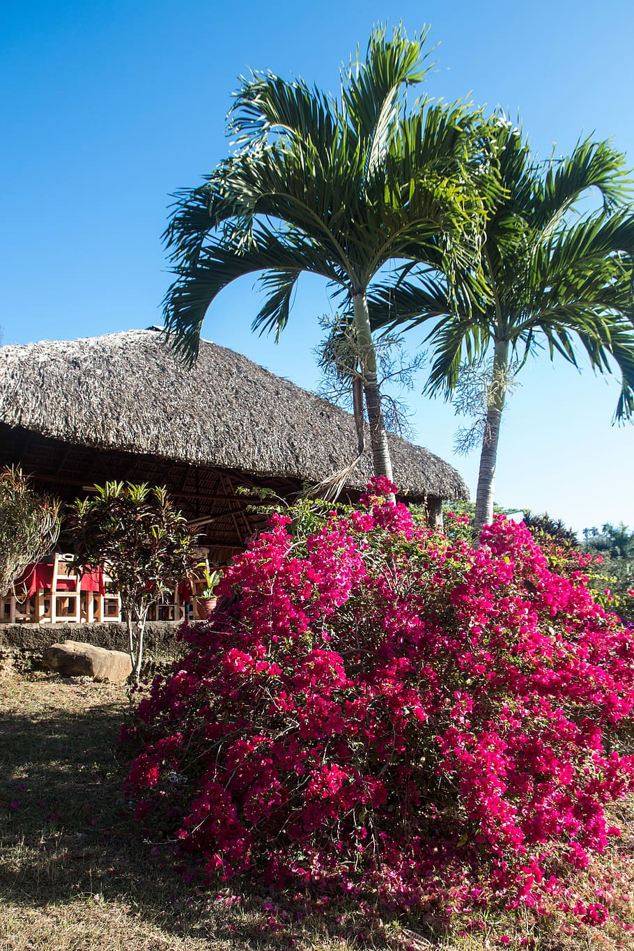 two, palm tress, hut, Cuba, Palm Trees, Bush, Thatched Roof, bougainvillea, tropical Climate, summer