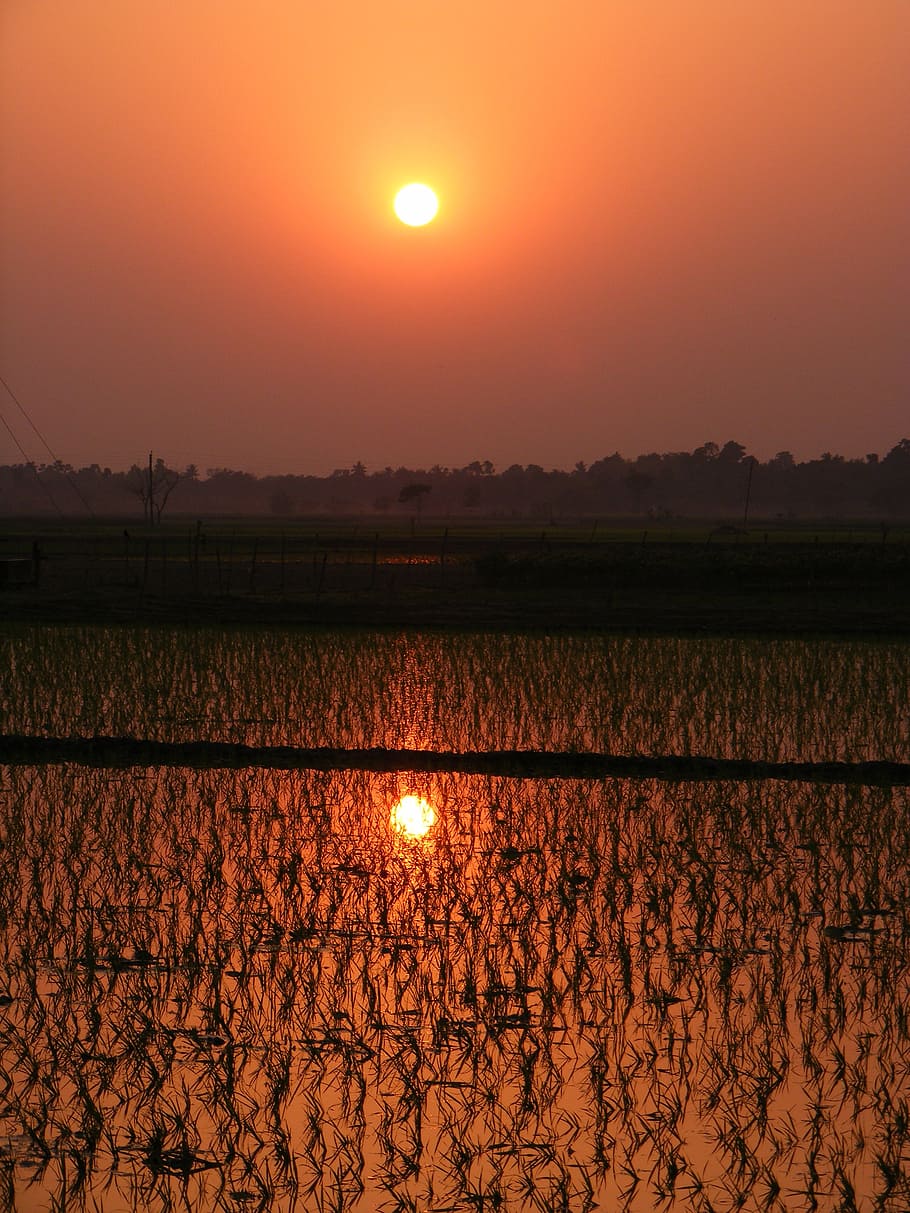 paddy, rice paddy, sunset, crop, field, agriculture, agricultural, nature, freshness, harvest