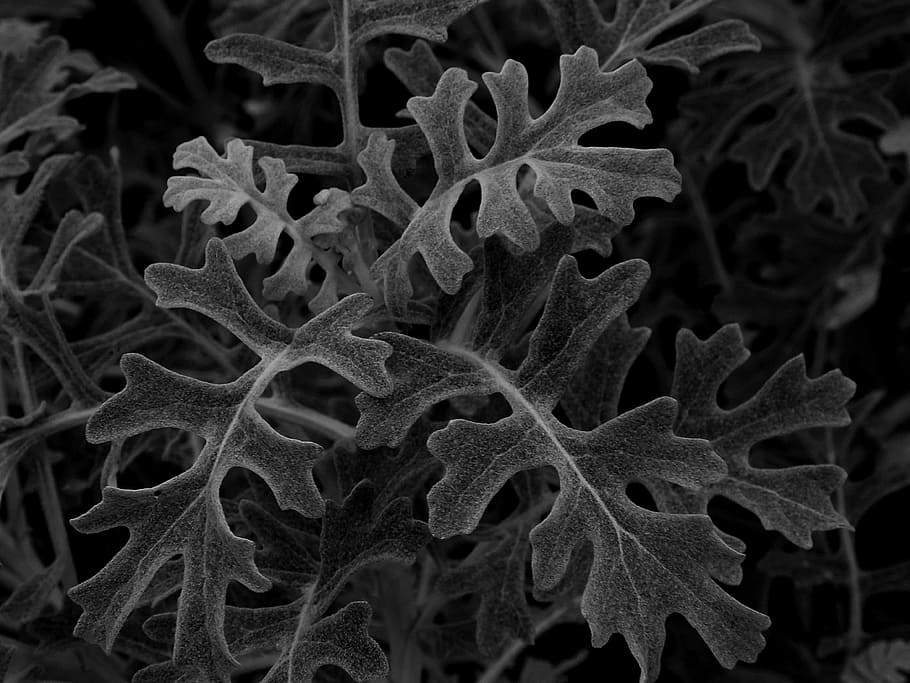gray leaves, leaves, nature, shadows, beautiful, abstract, science, biology, close-up, microbiology