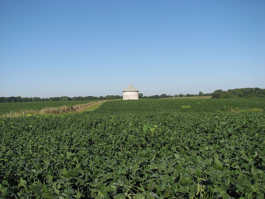 soybean, field, silo, farm, rural, agriculture, crop, farming, agricultural, rural Scene
