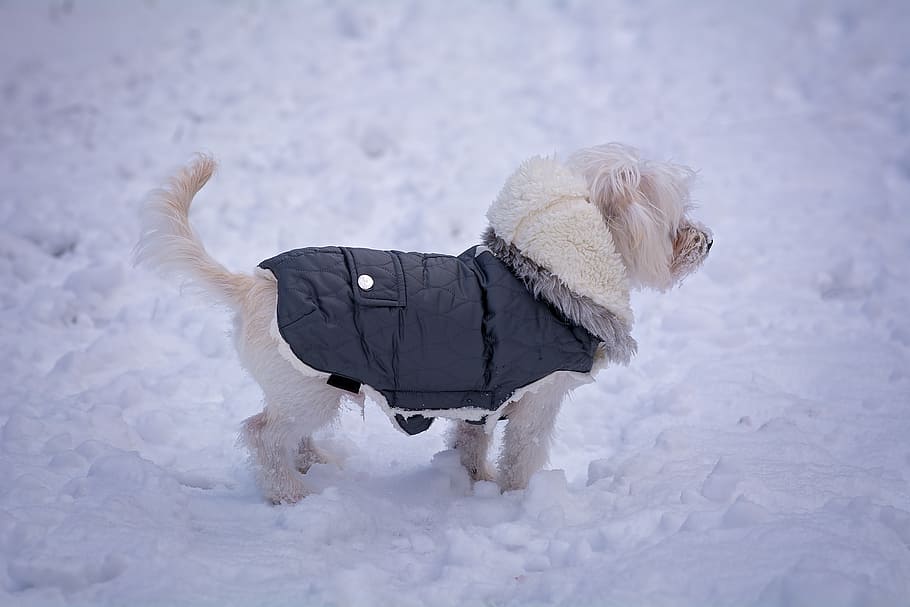 dog, wearing, snow, white, young dog, young, maltese, dog coat, dog clothing, small