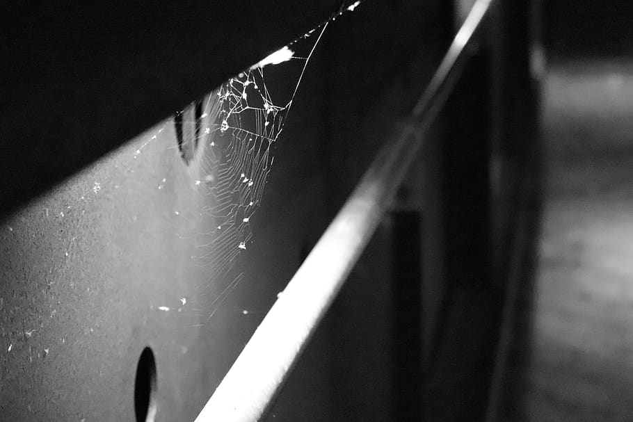 spider, black and white, insects, terrifying, fear, insect, dark, arachnophobia, spider web, close-up