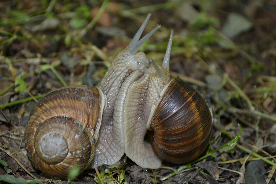 two, brown, snails, green, grass, snail, mating, love, nature, macro