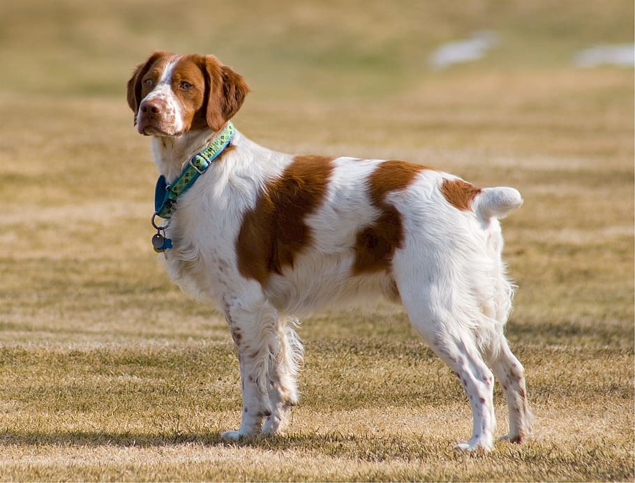 brittany dog, grass field, daytime, Brittany, dog, grass, field, brittany spaniel, canine, domestic