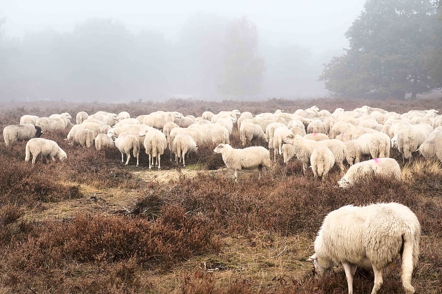 herd of sheeps, sheep, field, forest, countryside, rural, pasture, flock, mist, fog