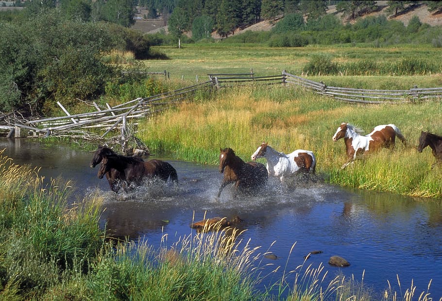horse, running, lake, daytime, horses, ranch, stream, water, plants, trees
