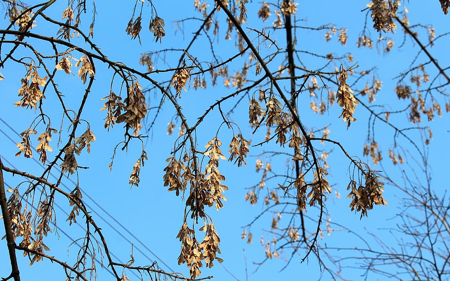 clon, árbol, rama, temporada, naturaleza, cielo, invierno, sin hojas, cielo azul, vista