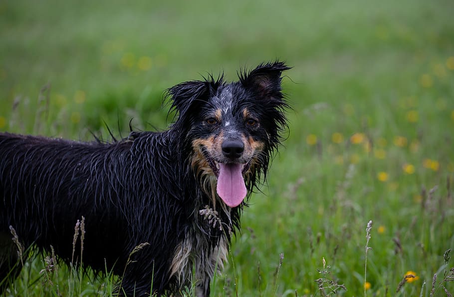 border collie, cachorro molhado, collie, tricolor, collie molhado, animal de estimação, água, cachorro, preto, andar