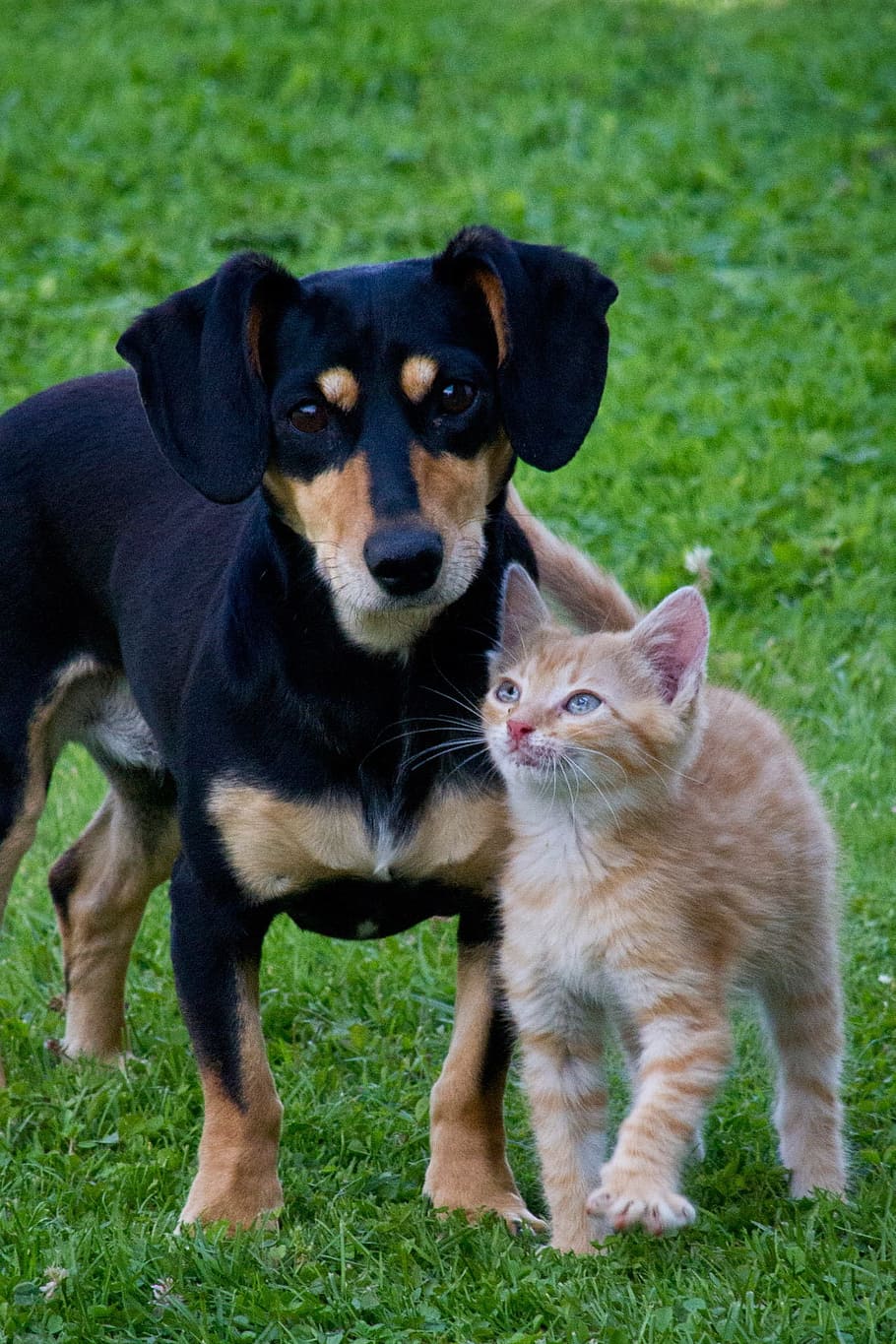 adult, black, tan, dachshund, orange, tabby, cat, dog, animals, pets