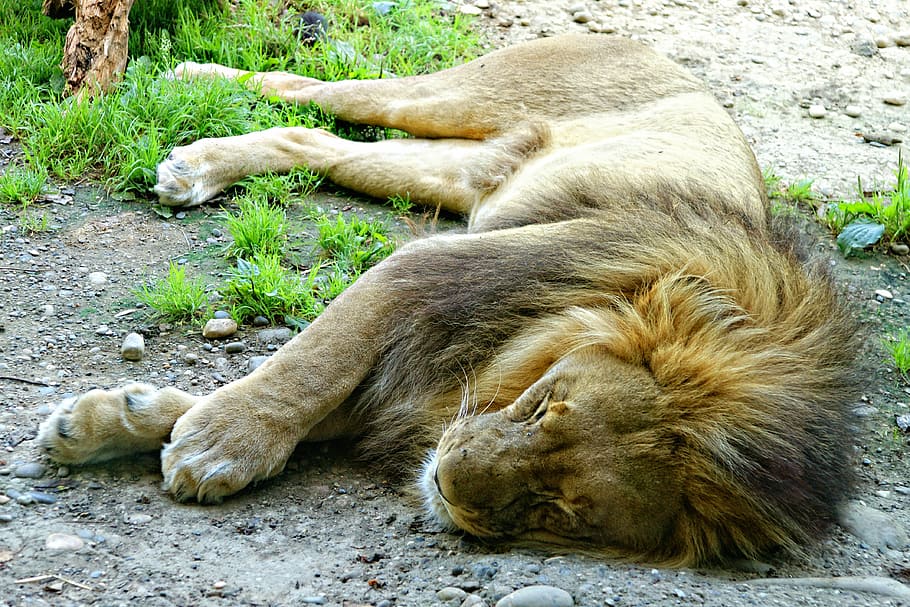 macho, león, acostado, suelo, sueño, animal, cansado, descanso, siesta, clic