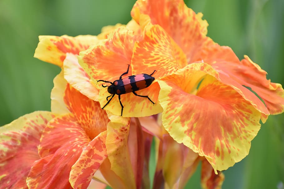 Canna, Beetle, Flower, Bloom, yellow orange, insect, animals in the wild, animal themes, fragility, one animal