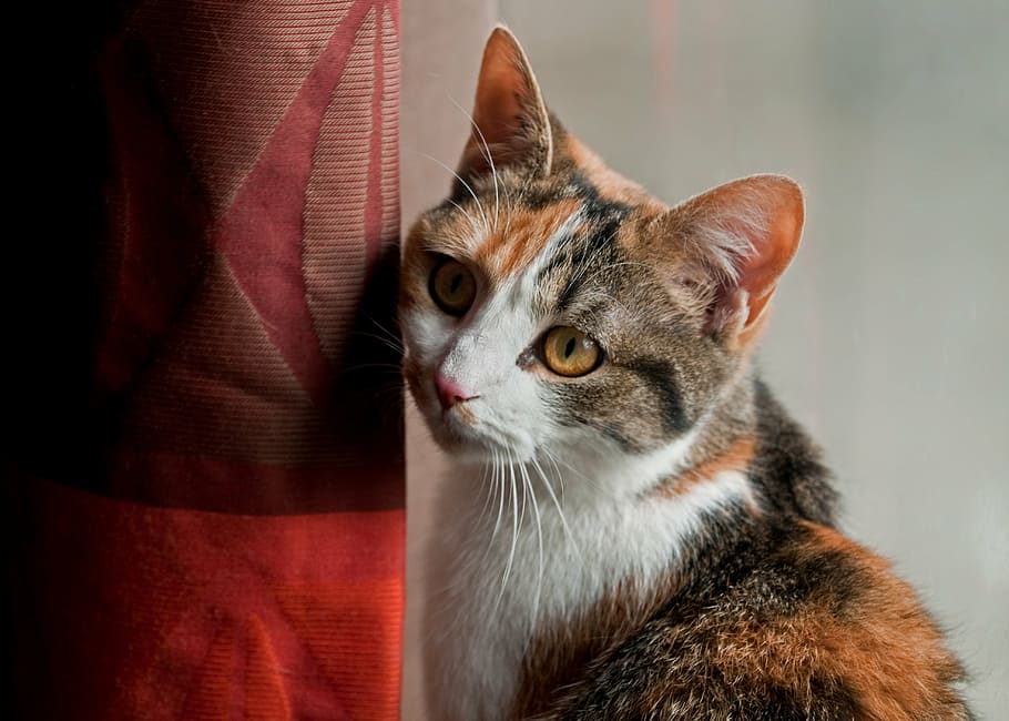 selective, focus photo, brown, white, cat, look, drapes, domestic animal, domestic Cat, pets