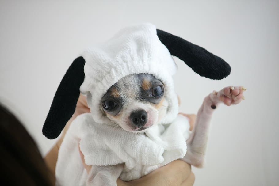 white, brown, chihuahua puppy, wearing, costume, dog, snoopy, cute, littledog, puppy