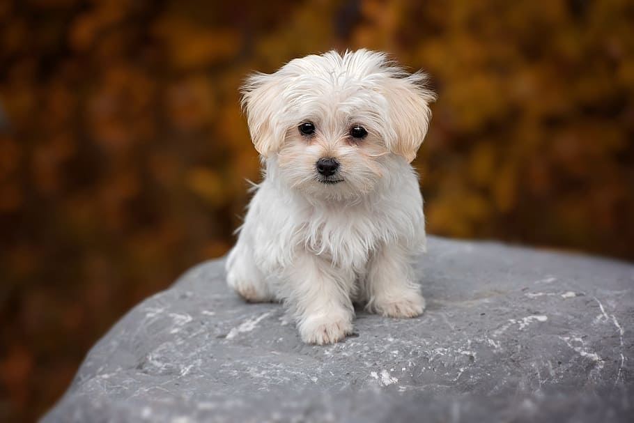 selective, focus photography, long-coated, white, puppy, long, coat, dog, maltese, pet