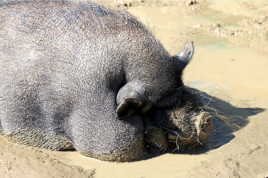 pot bellied pig, pig, dozing, thick, relaxed, sun, mud bath, pet, farm, rest