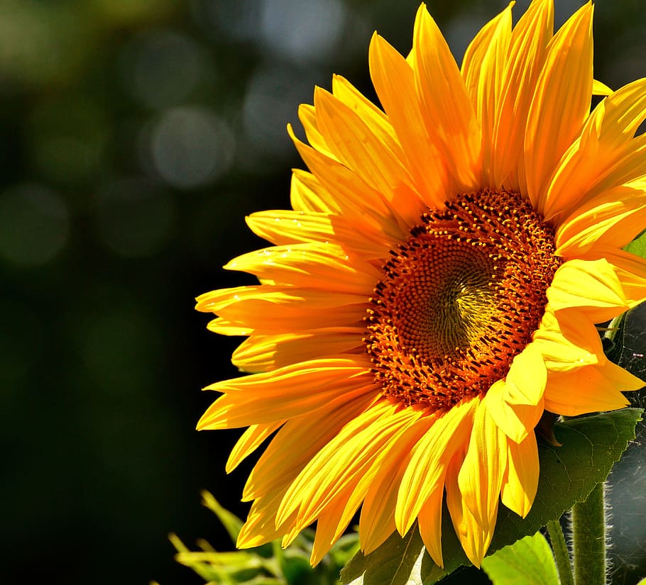 close-up photo, sunflower, sun flower, summer, garden, blossom, bloom, yellow, insect, helianthus
