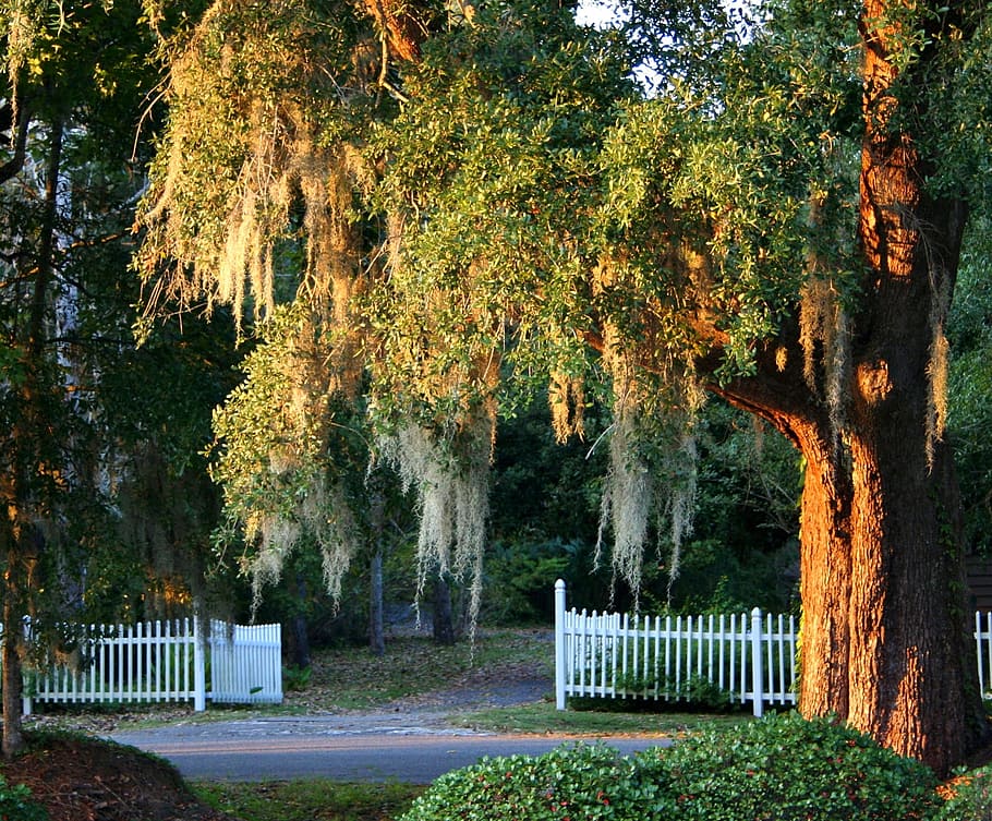 green, leafed, tree, daytime, Spanish Moss, Live Oak, Picket Fence, south carolina, organic, agriculture