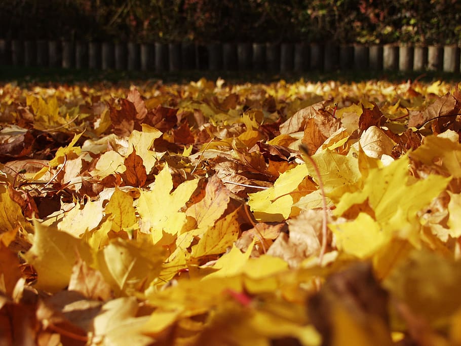 follaje de otoño, hojas de arce, caído, tumbado en el suelo, otoño, hoja, cambio, parte de la planta, naturaleza, hojas